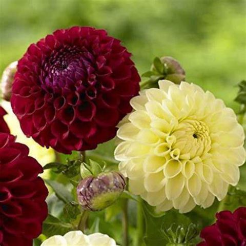 Interested in Dahlia's?